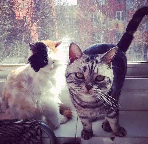 猫猫也有战斗力吗这四种猫猫,简直可以说是猫界的战士
