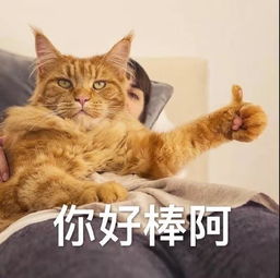二哈指人表情包无水印