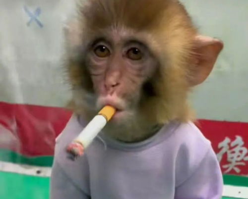 命比猴子苦表情包里的猴子,可能比你惨多了
