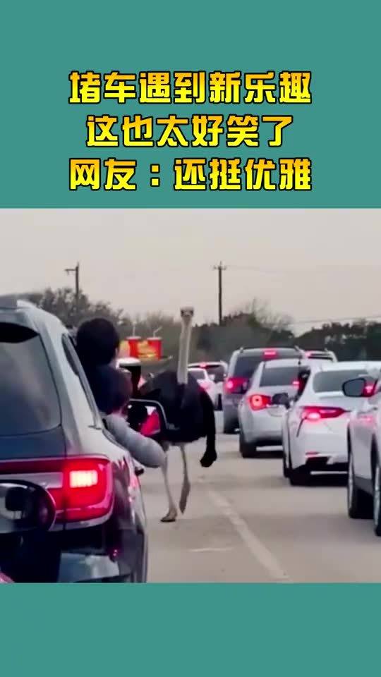 堵车遇到新乐趣,这也太好笑了,网友还挺优雅