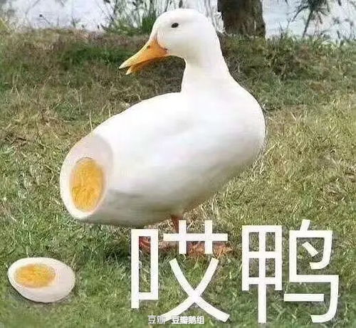 有鹅看过报社文活着就是恶心吗