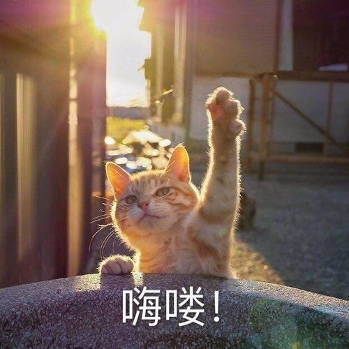 可以拿来发说说的沙雕可爱文案,十级搞笑