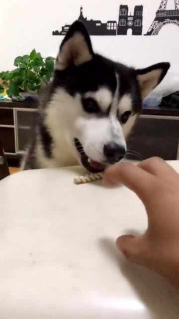 哈士奇不小心咬到主人表情变得好无辜,没想到二哈也能可爱成这样