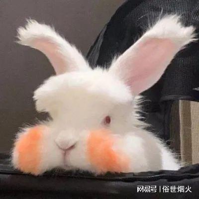 2022第一天你笑了吗