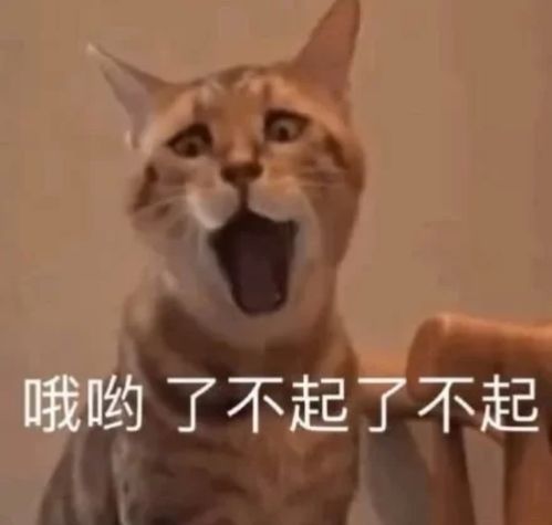 开心幽默搞笑句子创意十足,承包你一天的笑点