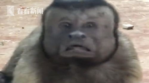网上火了的人脸猴子上海动物园也有不但智商高情商也高