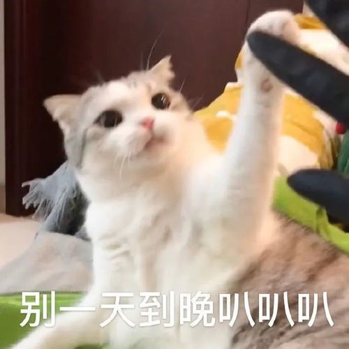 心理学考研犹豫考研的你,是在纠结这5个问题吗
