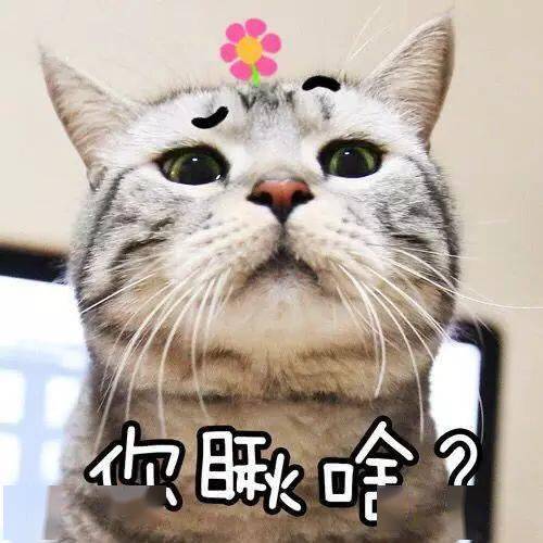 把养的猫咪带回老家,第二天醒来到院子里一看,愣住啦