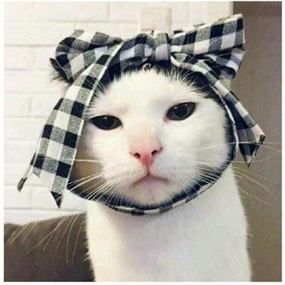 超萌猫咪情头一对两张做你的喵星人