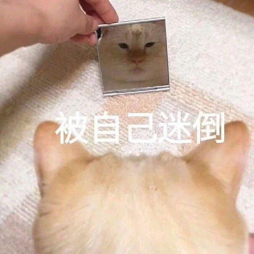 抖音表情包大全丨说不上爱别说话