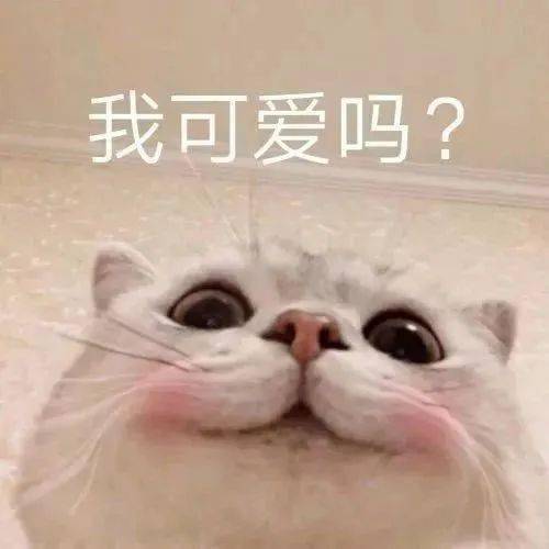 聊天日常表情包人家不要奶茶,要啵啵