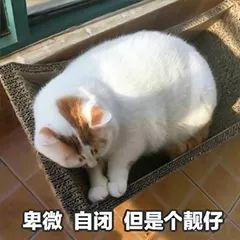 卑微表情图片卑微表情包下载乐游网游戏下载