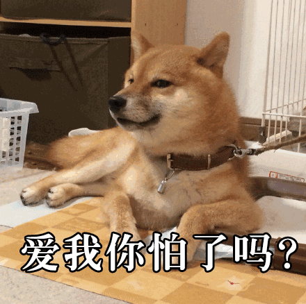 二哈柴犬卡通头像表情包