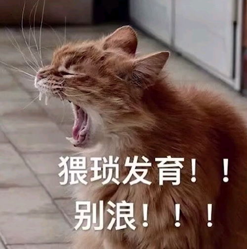 半佛老师视频里面的表情包无水印