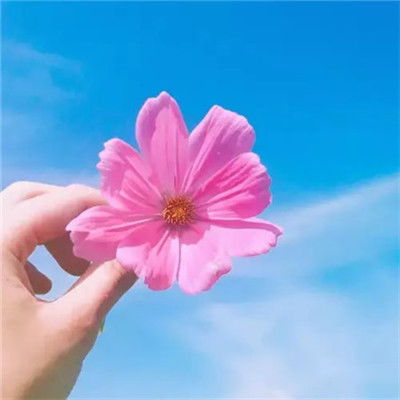 简单的头像干净清新,别样的雅致美感2