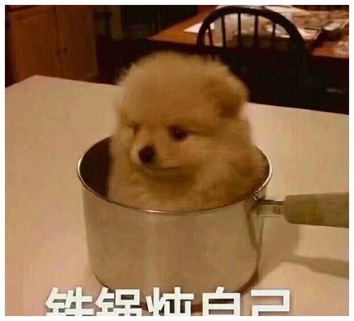 微信搞笑表情gif狗狗