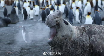 相机入魔2018诙谐野生动物摄影大赛入围作品精选