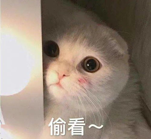 冷的表情包搞笑图片气温