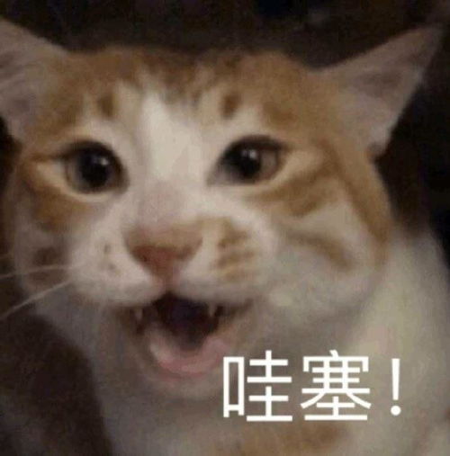 可爱小动物表情包合集29