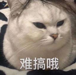 难搞哦秃头猫咪猫咪难搞秃头表情