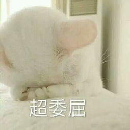 猫咪委屈粑粑表情包