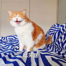 嫌疑人拒绝交代情况,为何当警察说到他家橘猫时,他竟说出全部事实