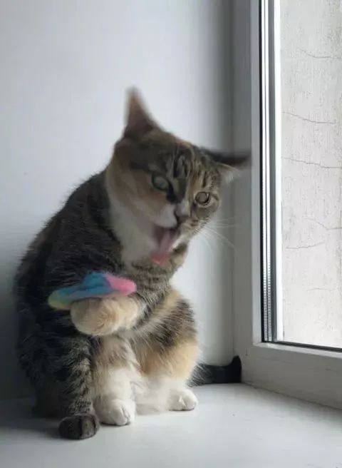 铲屎官抓拍猫咪,拍的全是猫咪最丑瞬间,果然是亲妈