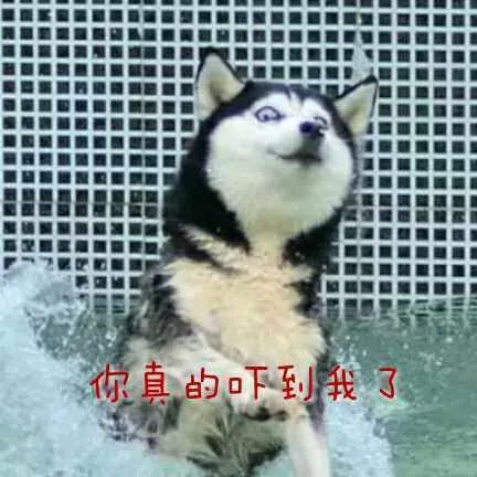 焦点下班途中被狗撞伤算不算工伤看完判决我忍不住笑了