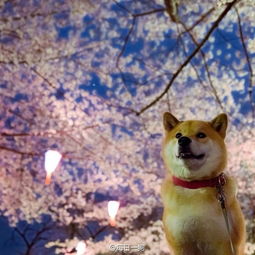 春日狗狗赏樱萌照集锦表情有模有样7637696教育图片库大视野