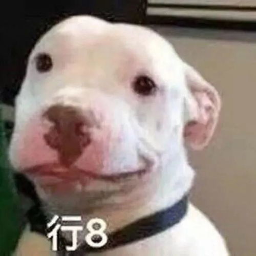 沙雕表情包你比小狗勾还要狗
