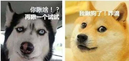 非常爱笑的狗,同时还是行走的表情包,而且还是狗界的戏精