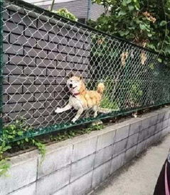 有一种狗叫柴犬二货程度堪比哈士奇