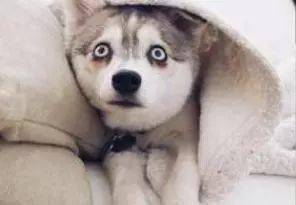 二哈拆家毛病难改,主人买来狗头蛋糕一巴掌拍扁,狗瞬间吓尿了