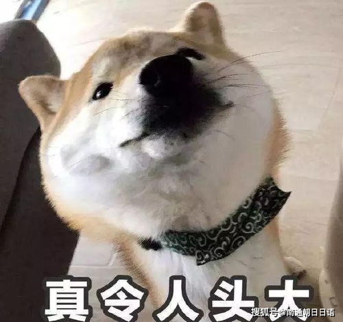表情包图片搞笑沙雕柴犬