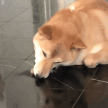 柴犬贱贱表情包18张