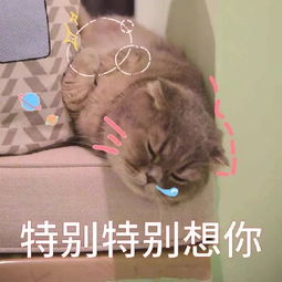 萌宠表情包必须爱我没有选择