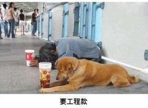 爆笑建筑施工人员表情图搬砖工地人员表情包
