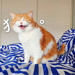 搞笑猫猫表情包公猫