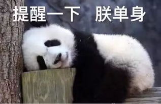 速藏七夕表情包大全,无水印保你百毒不侵