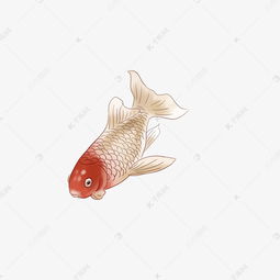 古风工笔金鱼插画素材图片免费下载千库网