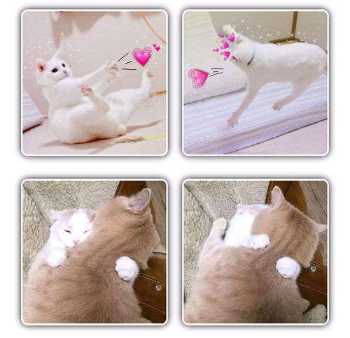 猫咪情侣头像可爱,动物情侣头像,狗狗情侣头像搞怪,狗狗情头,柴犬情头,柴犬可爱头像情侣,猫咪情侣头像可爱,猫猫的情侣头像,猫猫情侣头像无水印,猫咪情侣头像无水印