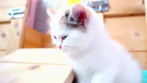 这些猫咪睡觉的表情都太好玩了,让人看了都忍不住想养一只