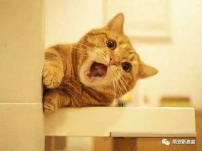 可爱萌宠表情包,橘猫