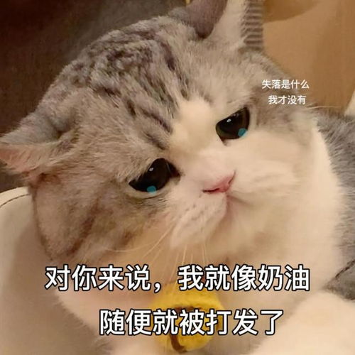 喵星人可爱搞怪表情包系列