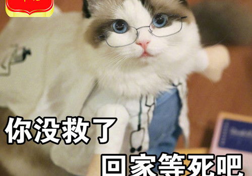 猫咪可爱超可爱猫咪表情包