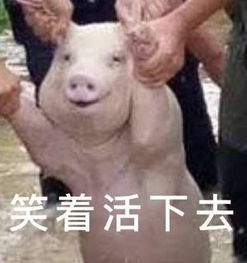 网红小猪被做成表情包无水印版分享网红小猪被做成表情包汇总在线一览