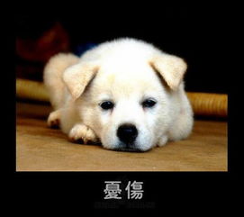 搜狐汽车双11特供谁是光棍看表情就知道
