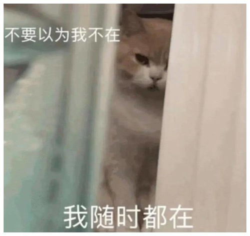 表情包不要以为我不在,我随时都在
