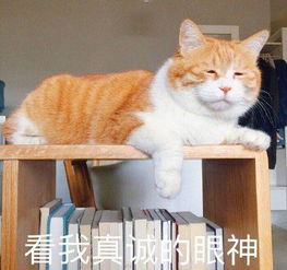 猫咪搞笑表情包橘猫