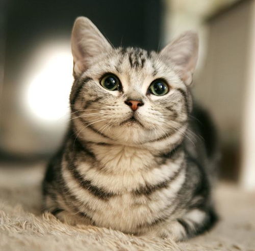 这些猫很护主,忠诚度高,养到要珍惜